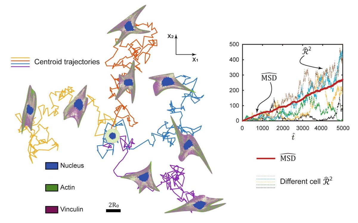 Fascinated by the movement of cells? Check out the latest article from <a href="/albertovippoli1/">alberto.v.ippolito@gmail.com</a> <a href="/mechanobiology2/">Antonio DeSimone</a> <a href="/Cambridgesolid1/">Cambridge_Solid_Mechanics</a> providing a theoretical framework for predicting cell motility and conformational change. 
link.springer.com/article/10.100…