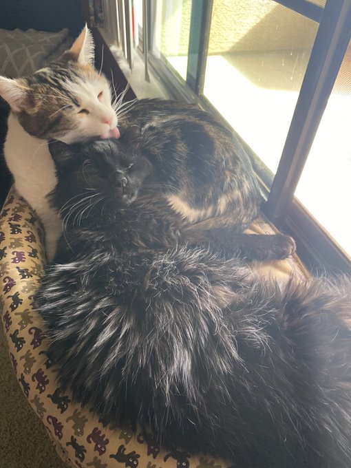 Selling my file of 40+ xxx vids for only $50 to gather as much $ possible for my cat/son, Esco. He is<a href="/tag/mvsales"class="tags"><span>#mvsales</span></a>