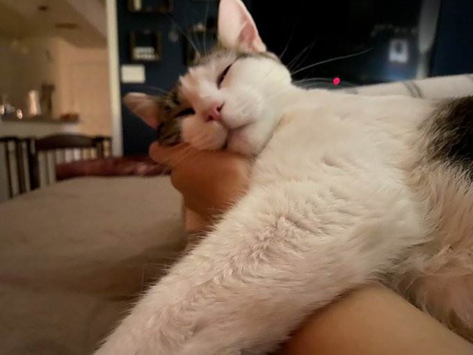 Selling my file of 40+ xxx vids for only $50 to gather as much $ possible for my cat/son, Esco. He is<a href="/tag/mvsales"class="tags"><span>#mvsales</span></a>