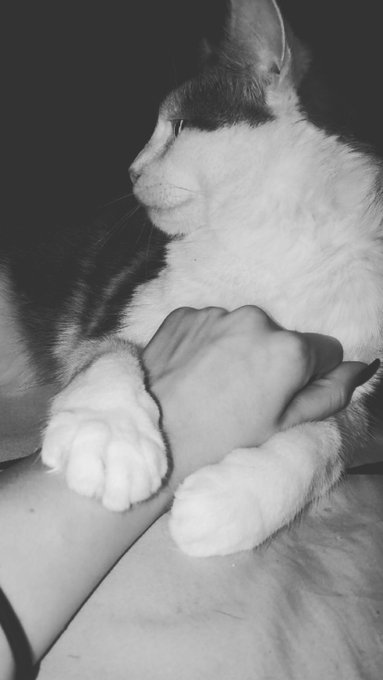 Selling my file of 40+ xxx vids for only $50 to gather as much $ possible for my cat/son, Esco. He is<a href="/tag/mvsales"class="tags"><span>#mvsales</span></a>
