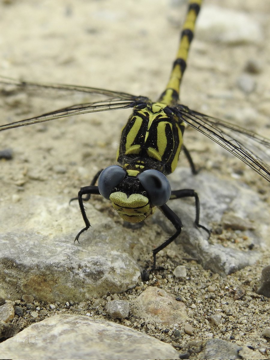 philterp83's tweet photo. Gomphe à crochet ♂️ 
#libellule #dragonfly #macro_nature #macrophotographie #macro #macro_insect #insect #nikonfr https://t.co/C6HdAmtOlw