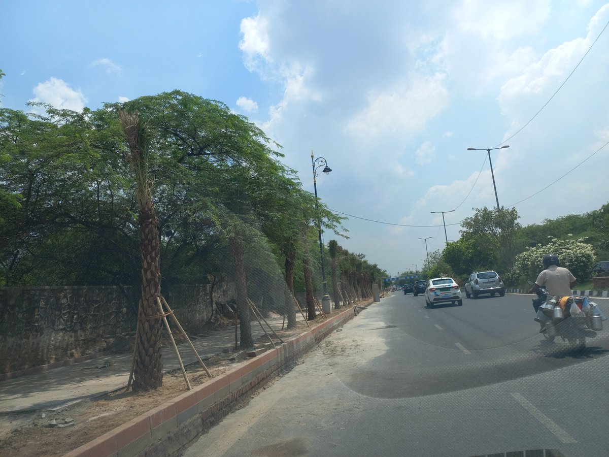 AjayBatra1's tweet photo. Palm trees on Nelson Mandela Marg. Is this the right species for Delhi? What about Amaltaas, Alistonia &amp; Neem?   @DelhiPwd @DelhiGovDigital https://t.co/ol6647LeDD