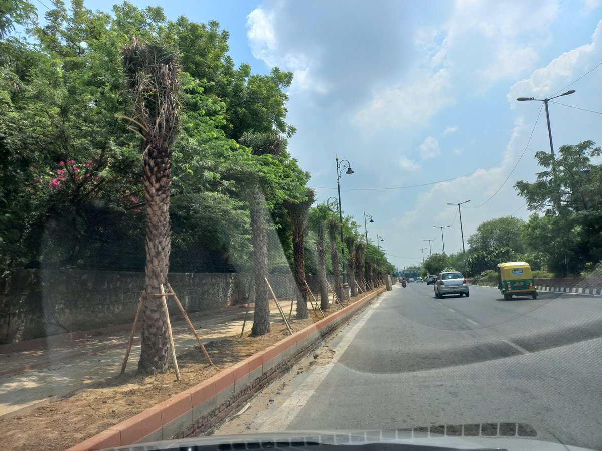 AjayBatra1's tweet photo. Palm trees on Nelson Mandela Marg. Is this the right species for Delhi? What about Amaltaas, Alistonia &amp; Neem?   @DelhiPwd @DelhiGovDigital https://t.co/ol6647LeDD