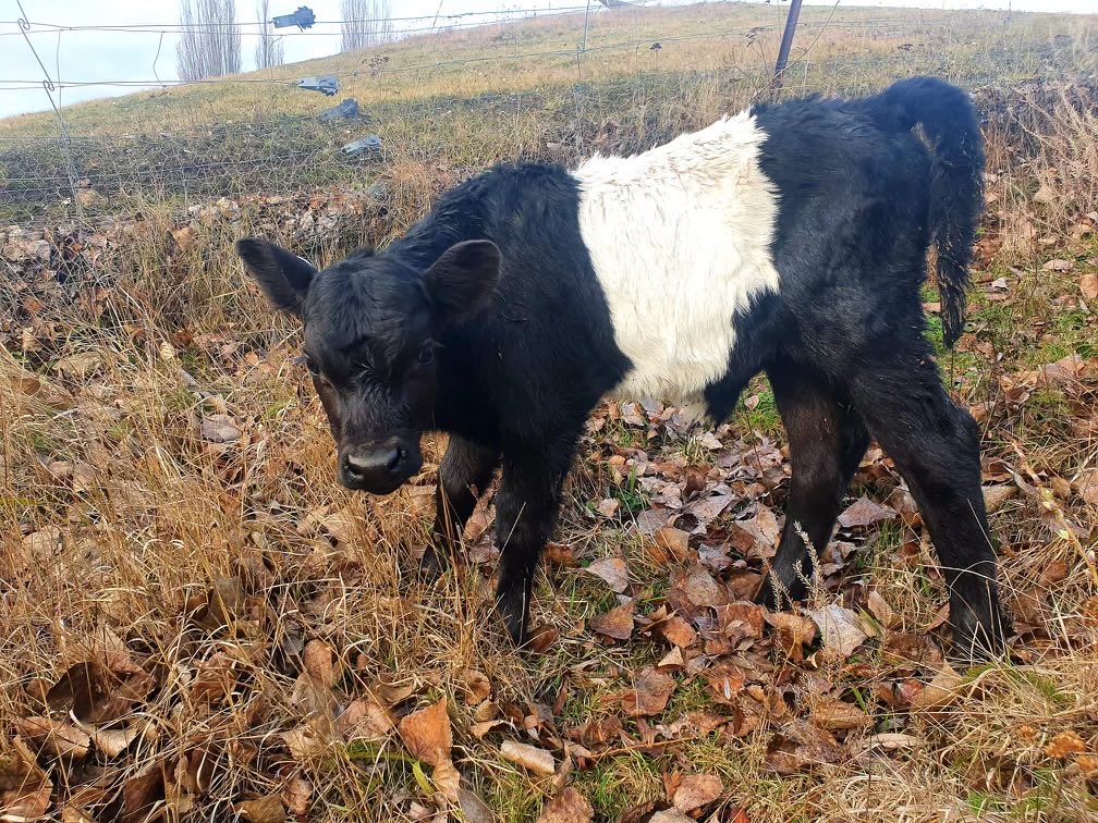 TwoPaddocks's tweet photo. Our. New. Bull . His name is Daisy . Ok , he’s not that scary yet , but look he’s only a few days old , and still on the bottle . We sort of rescued him. Give him 18 months and he will be The Boss . Don’t worry about it. ( named for David Wenham b t w ) https://t.co/ukICCy8Lt9