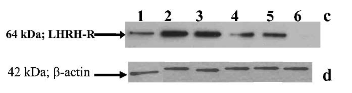 MicrobiomDigest's tweet photo. Dear @unmc, Barr Laboratories, @GSK - I have some questions about panel d. https://t.co/dzUhR15Vp6
