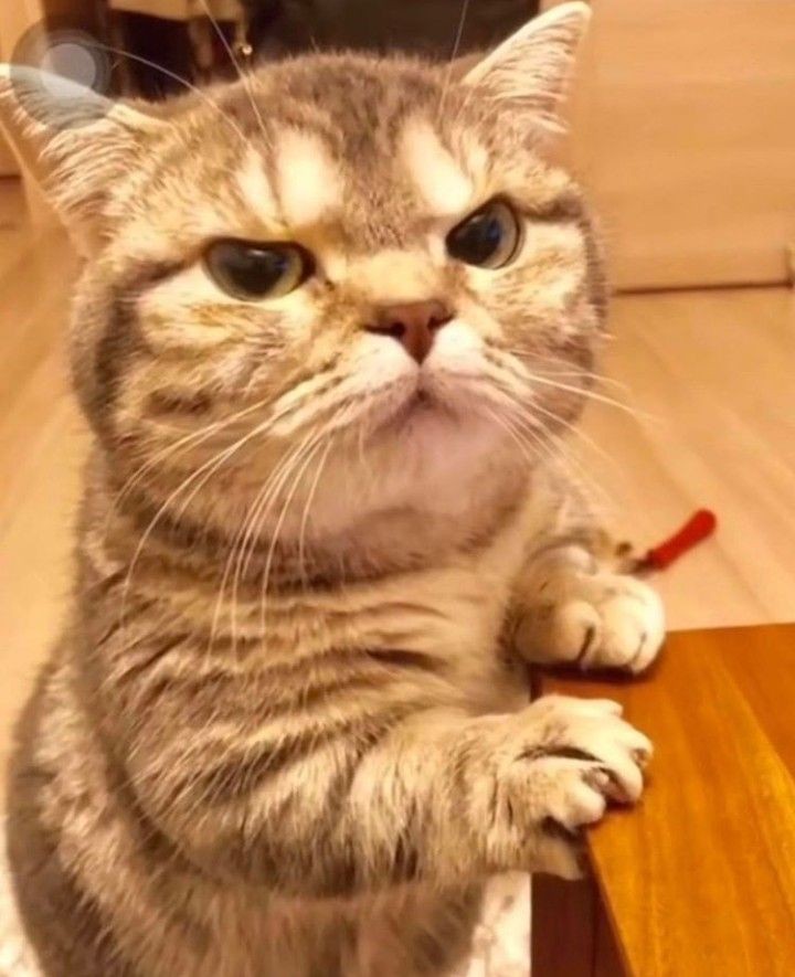 Kat tweet media
