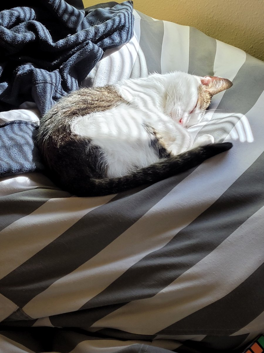PhantomVei's tweet photo. Cat I got 2 months ago likes my Bing-bag more than me https://t.co/VP2QEXihG0