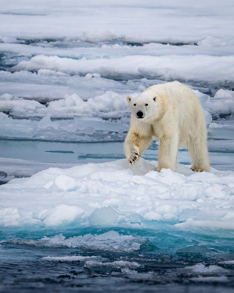 One of 21 bears we saw on our high Arctic workshop.   We found the edge of the Arctic pack ice just north of 82.2°N Whales, seals and then a BEAR!  #svalbard more of the story 
instagram.com/p/ChNQ50lKFeP/…
