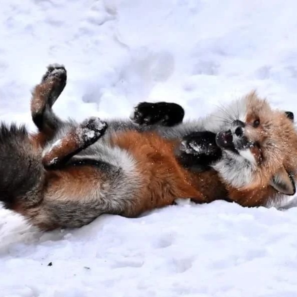 fox_lover_life's tweet photo. A little father and son time.
#fox #redfox #foxesofinstagram #arcticfox #foxred #wildfox #babyfox #vulpesvulpes #fennecfox #foxlife #foxlovers #cutefox #photofox #foxdrawing #vulpes #foxplay #foxlover #articfox #foxfurcoat #snowfox #foxs #foxes_club #clevyrthystle https://t.co/ZZjbx2TQNT
