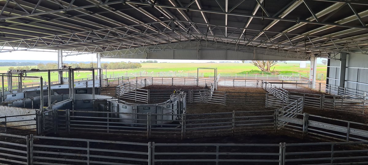 ActionSteel's tweet photo. Throwback Thursday 💭

This project is a favourite!

A single gable shearing shed and covered yards built for Salt Creek Merino Stud in 2020.💯

📍Woorndoo VIC

#ActionSteel #BigSheds #ProWay @ProWay2000 #merino #sheep #shearing https://t.co/533lhurV6H