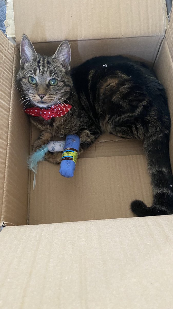 I rule this box!  Now bring me some treats … 😺 #CatsOfTwitter #cats