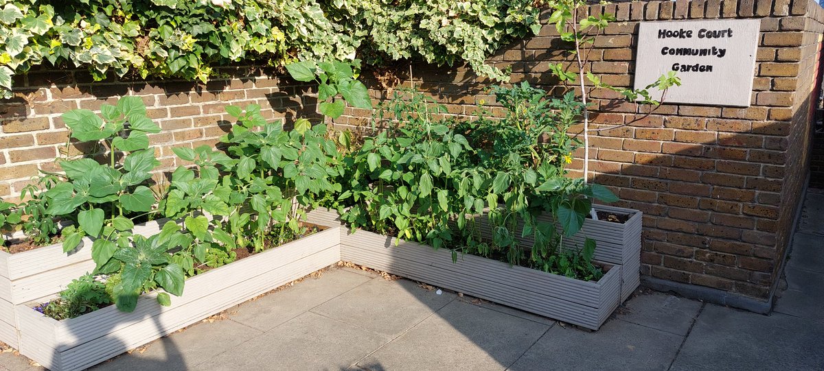 Hooke Court Community Garden flourishing!