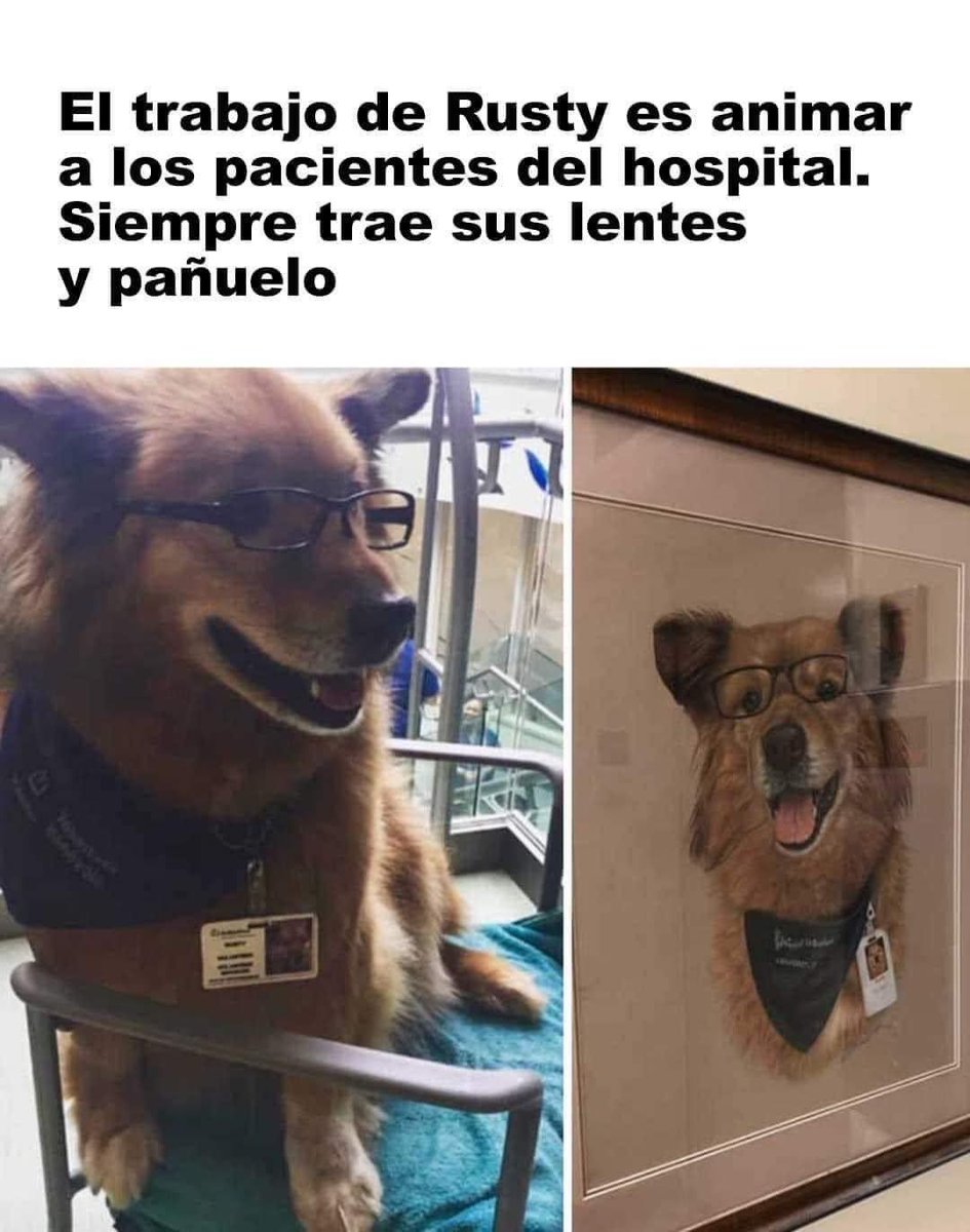 perritos_qctd tweet picture