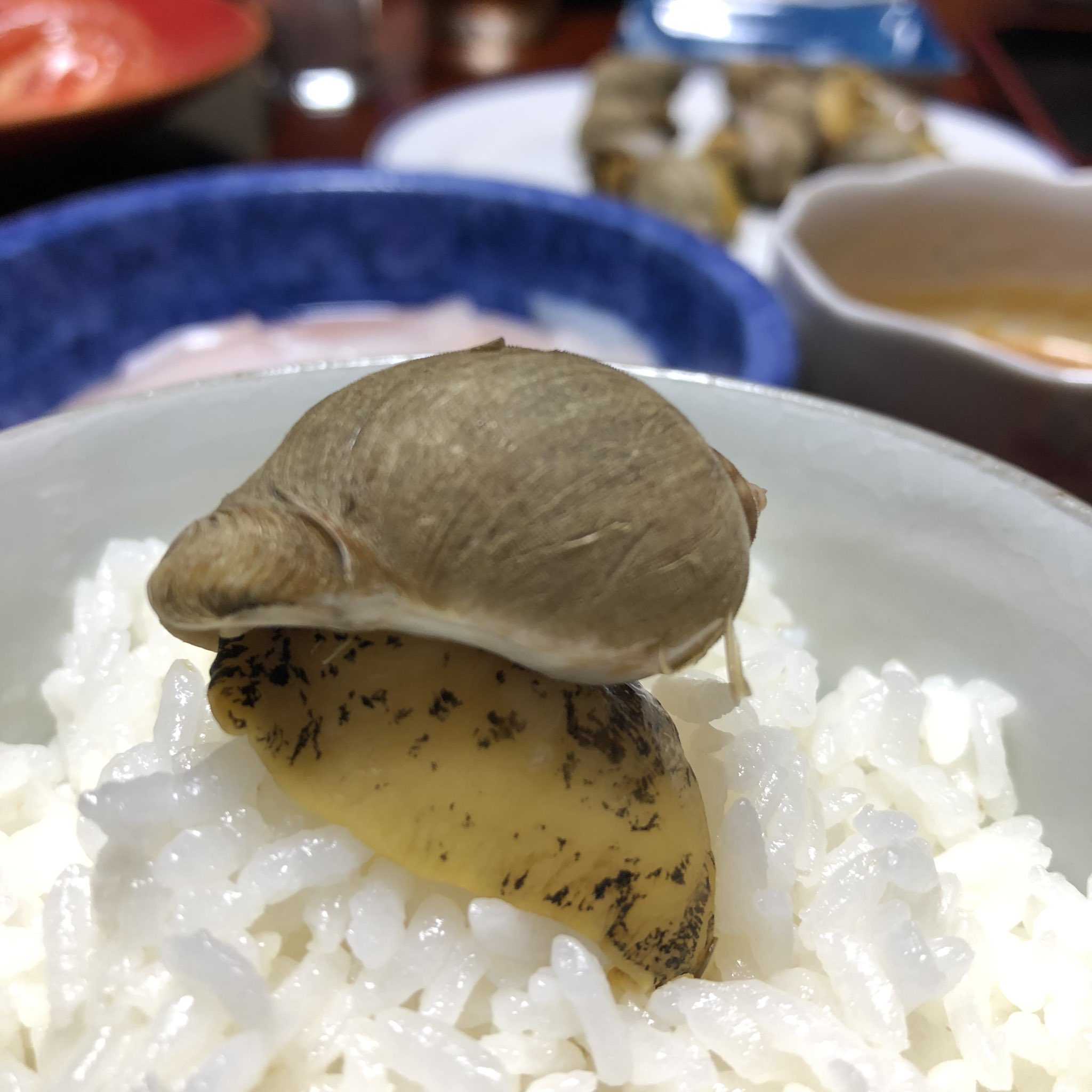 あわびつぶ Twitter Search Twitter