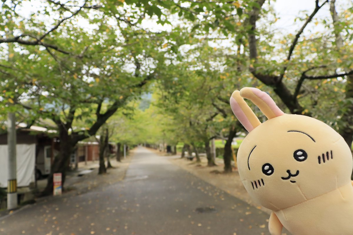 🐰ヤハ！ 🐹フンッ！ 🐱なんか緑に囲まれて最高だよねッ！