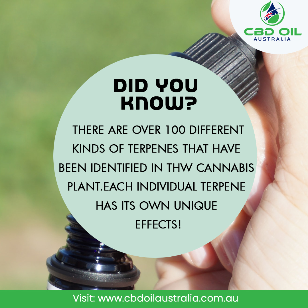 When you think of CBD Oil, you think of the varieties in the world of cannabis world as well. There are more than 100 kinds of terpenes that the world is aware of. All of them are unique. This whole thing is enough to make people fall in love with it. cbdoilaustralia.com.au
#CBD