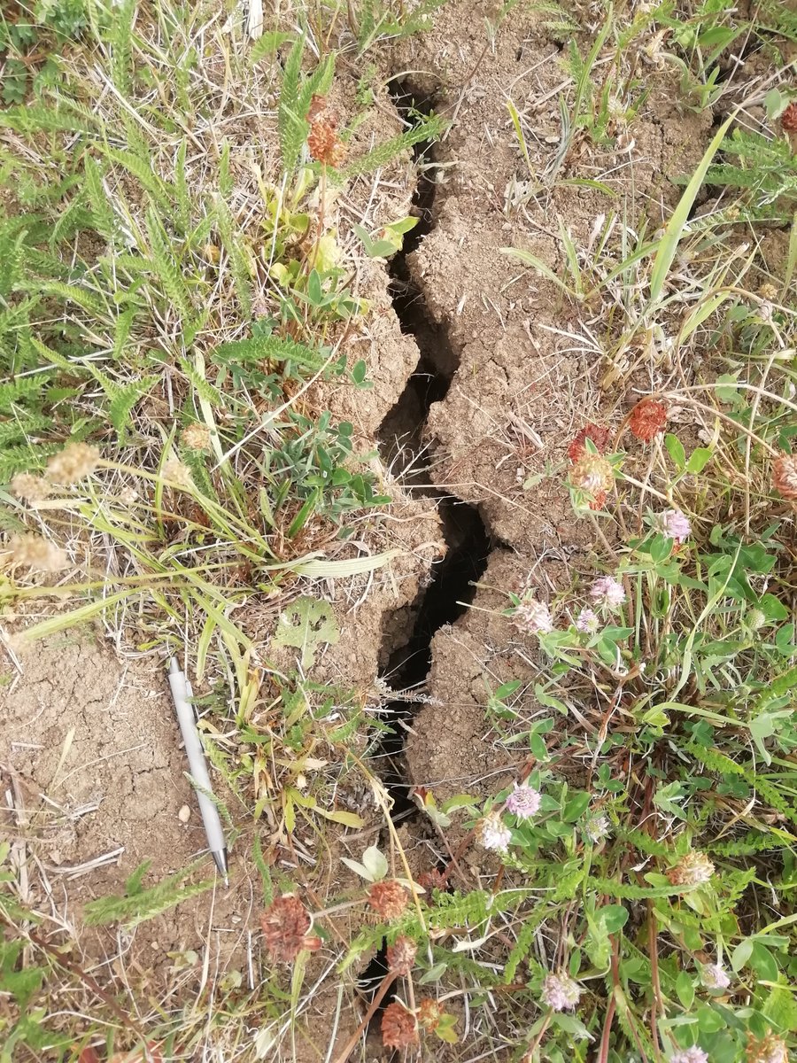 One of hundreds of desiccation cracks in a hay meadow near Wassertrüdingen, Germany, 28 July 2022. #drought #drought22 #dürre #Trockenheit #ClimateCrisis #climatechange