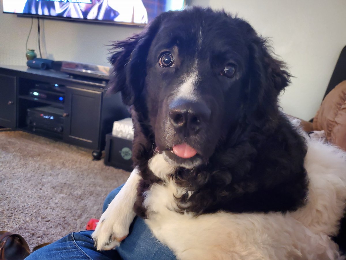 JamieP024's tweet image. Someone is feeling needy after getting in trouble for chasing the cats. #100poundlapdog #notalapdog #bigbabydog