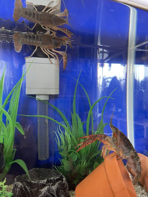 Conversation Between ザりガニパンチ 9 11アクアリウムバス出店 And Hamn Eri 1 Whotwi Graphical Twitter Analysis