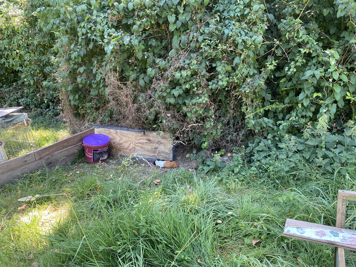 BeefOnTheHill's tweet photo. @wildforest_matt Voracious strip grazers - all fun and games until they get out and you spend a whole day trying to console a hysterical child and lure them out of the bushes into various traps... https://t.co/LQvuZcwjk9