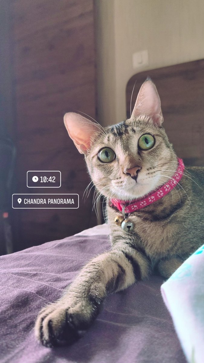 VarnitSingh15's tweet photo. Poser 🐱 
#CatsOfTwitter #cats #meowed https://t.co/NeUqGRxvDP