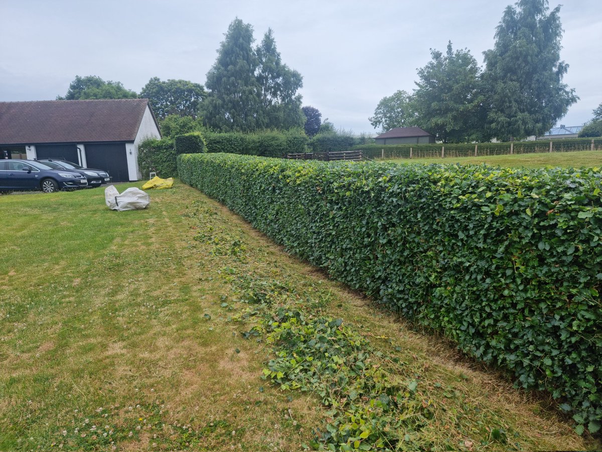 Beech Hedge cut in Bicton, get in touch if you have a hedge that needs trimming.