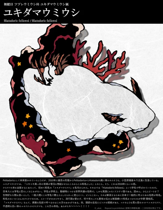 【ユキダマウミウシ】No.322018年ごろに和名がついた白くて可愛いウミウシ。それまではラテン語カナ読みやラテン語そのままの学名で呼ばれていたウミウシです。画像下説明は最近つけられたウミウシの和名についても紹介してます#切り絵いきもの図鑑 