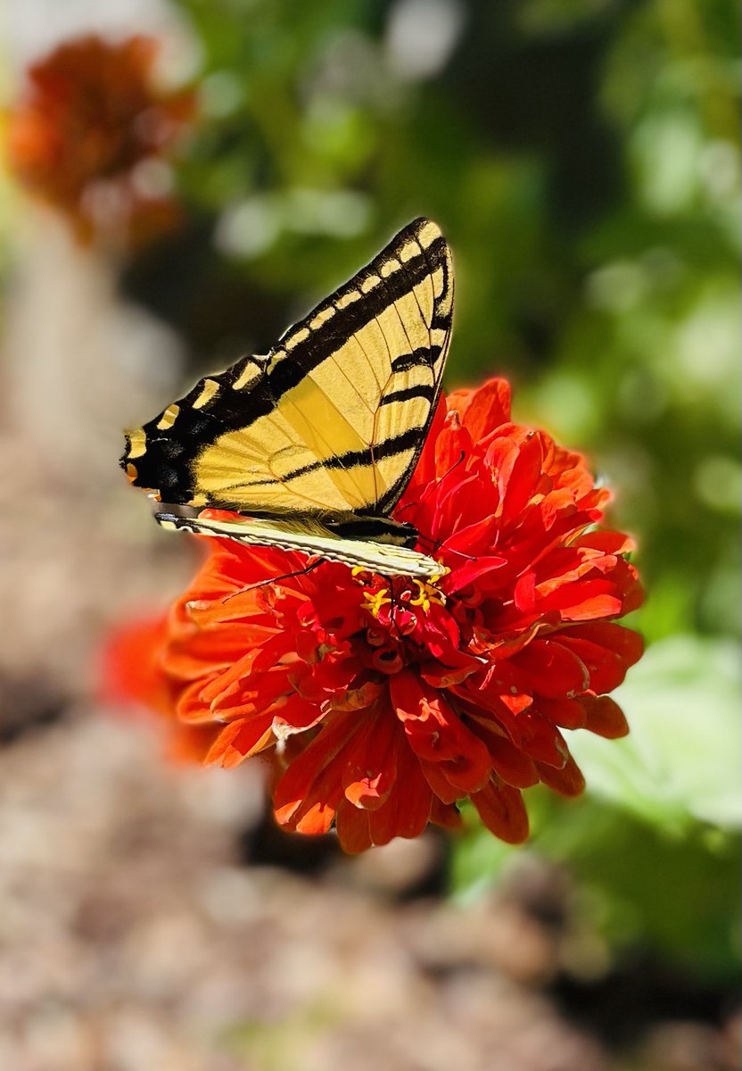 jgalleyw's tweet photo. A #butterfly rests for a moment on the campus of @EWUEagles https://t.co/vVUsDTI2vq