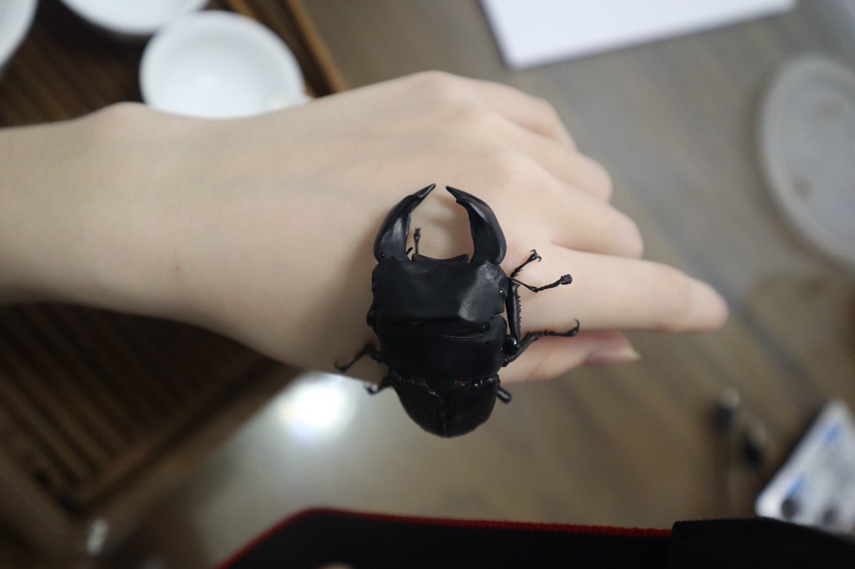 Qi (@qi_hopei) on Twitter photo 