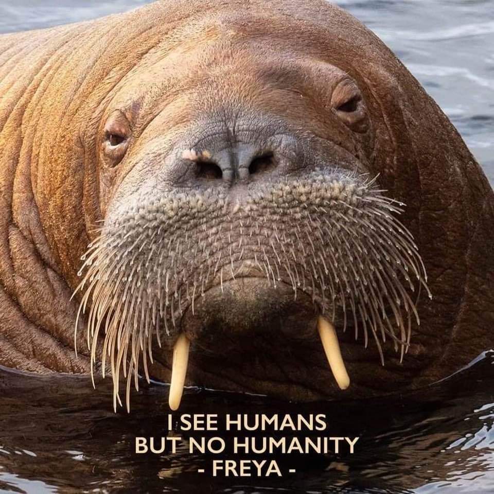 Put down, killed...for no crime. A precious life who wanted to be friends with us.