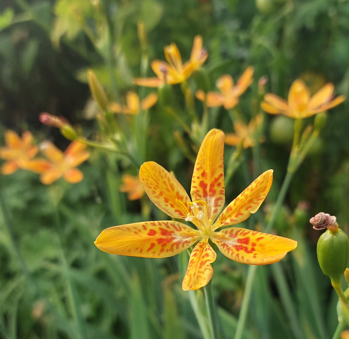 PlantPref's tweet photo. Iris domestica
#iris #irisdomestica #belamcanda #belancandachinensis #orangeflowers #unusualplants #fullsun #drainedsoil #peatfree #mailorderplants #plantsforsale https://t.co/iWISFn9Dl1