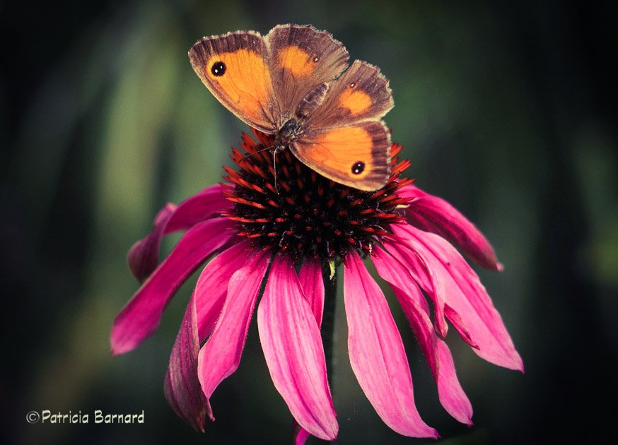 Have a good week everyone...🦋 #flowers #nature #Butterflies #gardening #pollinators #flowerphotography #GardeningTwitter