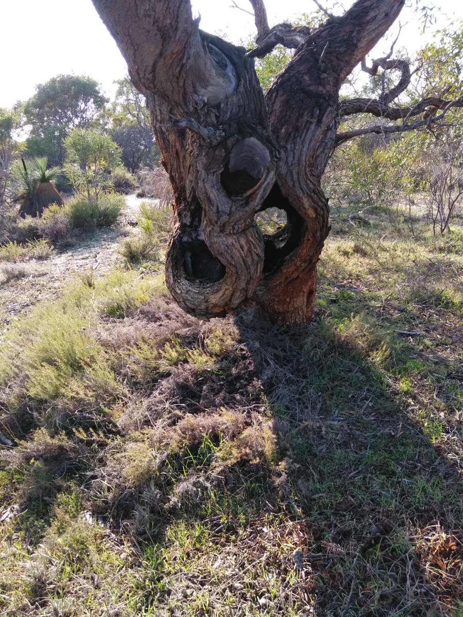 RobCKeogh's tweet photo. Delight du jour: My favourite tree Coastal Blackbutt (Eucalyptus todtiana) Lake Logue Nature Reserve 25k NE of Leeman WA. Resilience incarnate. https://t.co/d2iqop4Rxb