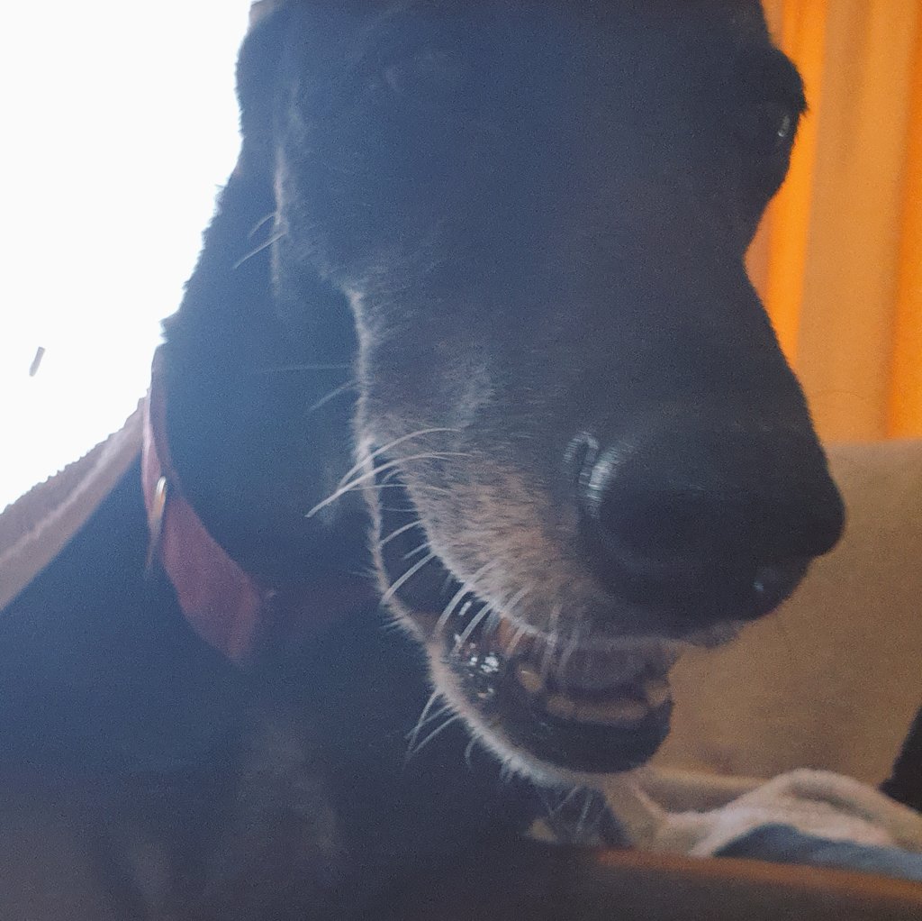 Charlie(OTR 15.06.23) & Bella(OTR 16.11.22) tweet media