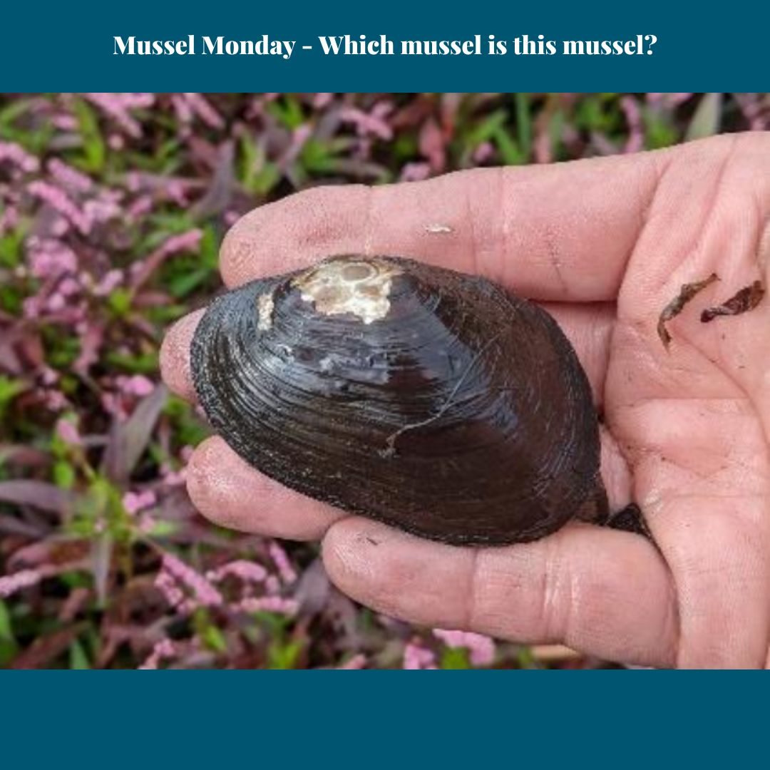 GHCMA's tweet photo. Musseling in on a Monday ... think your brain muscle knows which Australian freshwater mussel is your local mussel?
All 3 of these are Australian native mussels found in waterways.
1 is threatened. The other 2 are common.
#musselmonday #raremussel #commonmussel #donteatthese https://t.co/PYHiGxpril