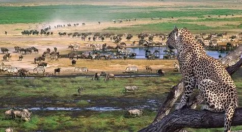 Serengeti plains.welcome tanzania.hakuna matata