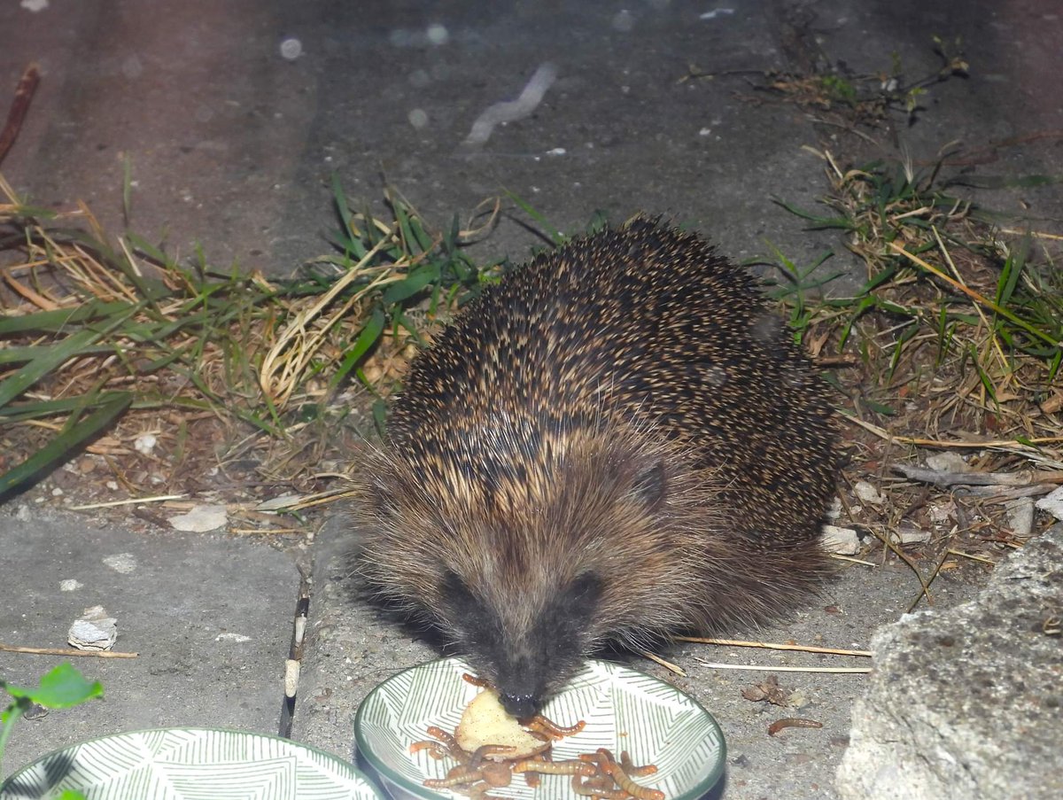 Little hedgehog friend! Yesterday I saw 2 but don't have photos. #Denmark #wildhedgehog #hedgehog