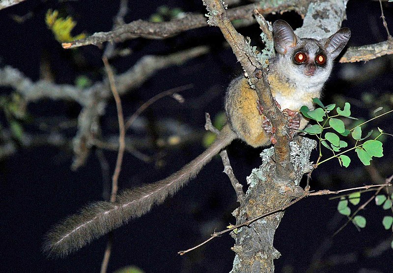 Action4Primates's tweet image. New study raises concerns social media causing bush babies to be next craze as 'pets'. @Action4Primates calls on TikTok, Instagram &amp;amp; others to stop allowing their platforms to be used to glorify the keeping of any wild animal as 'pets.'italian-journal-of-mammalogy.it/The-next-exoti…
#primatesarenotpets