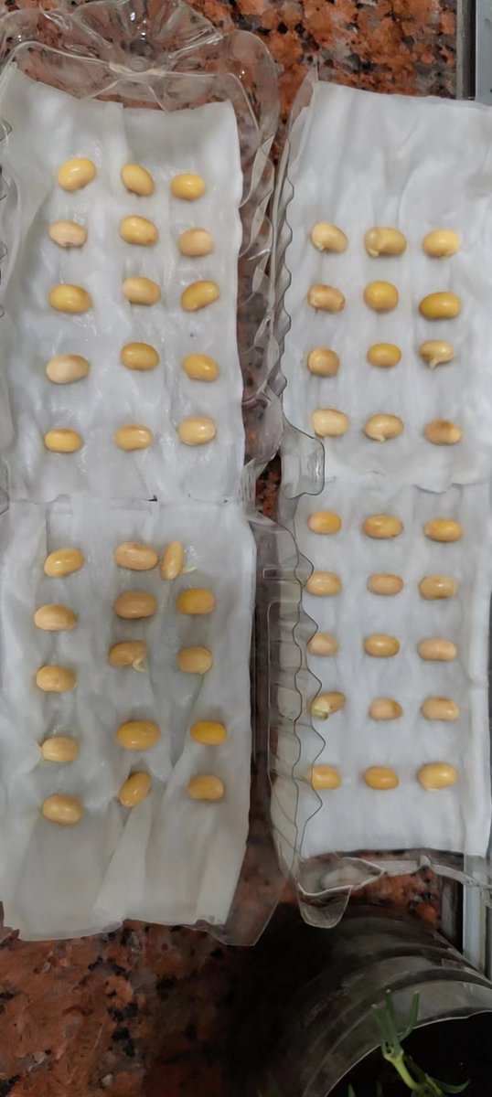 Doudou ordered soldiers