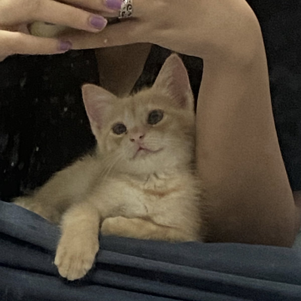 𝙇𝙚𝙫𝙞𝙖𝙩𝙝𝙖𝙣 tweet media