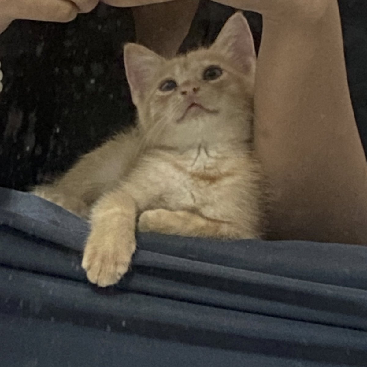 𝙇𝙚𝙫𝙞𝙖𝙩𝙝𝙖𝙣 tweet media