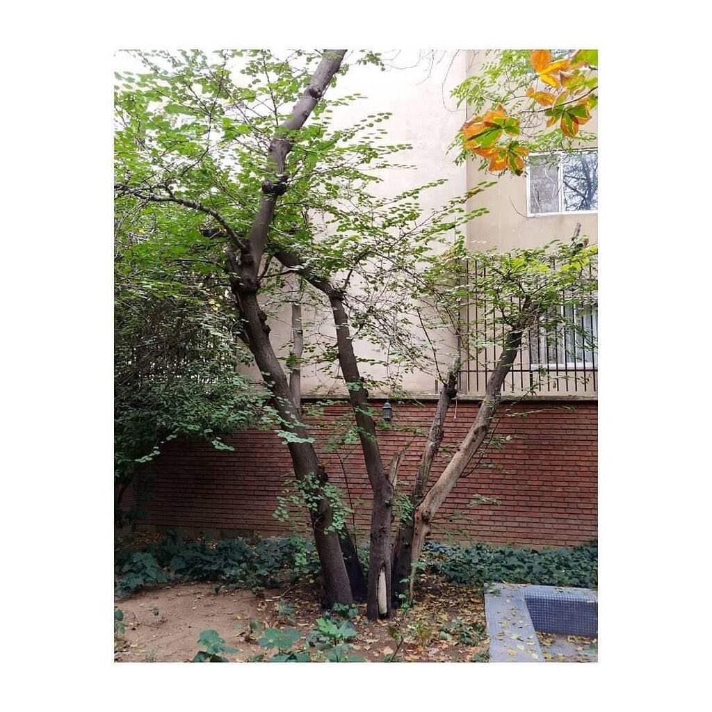 Swiss Embassy Iran tweet media