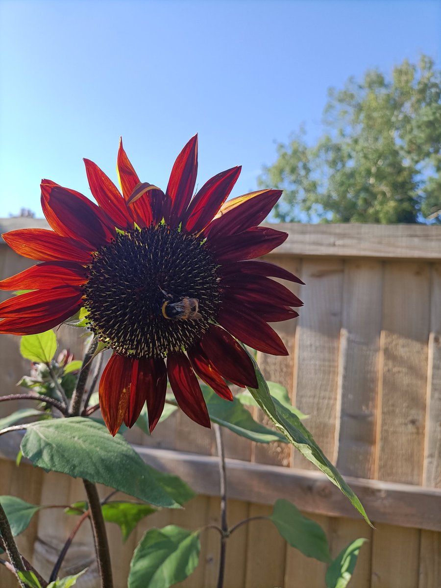 Sue Seddon tweet media