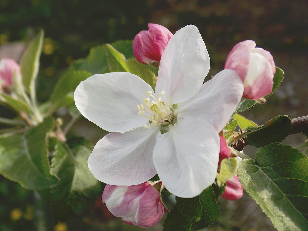 _flowers4you's tweet photo. @winx_95 you have received an arrangement of Eyebright and Apple Blossom with a note attached! It says, "It is okay to have bad days. Here is some flower for you. Stay safe and healthy. 💜"! https://t.co/4RQ4fCG2Bt
