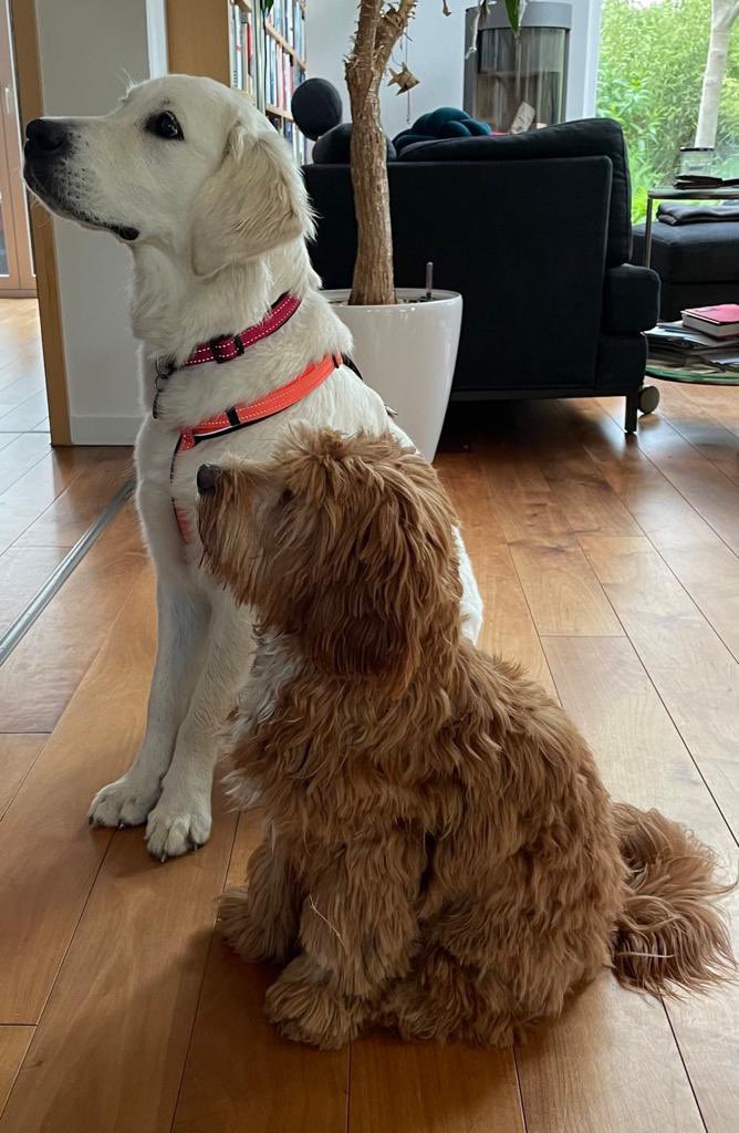 annika_s_'s tweet photo. @danielhowell The most wholesome, beautiful and graceful thing in my life: obviously my dog Frieda! https://t.co/tsCuR9vip1