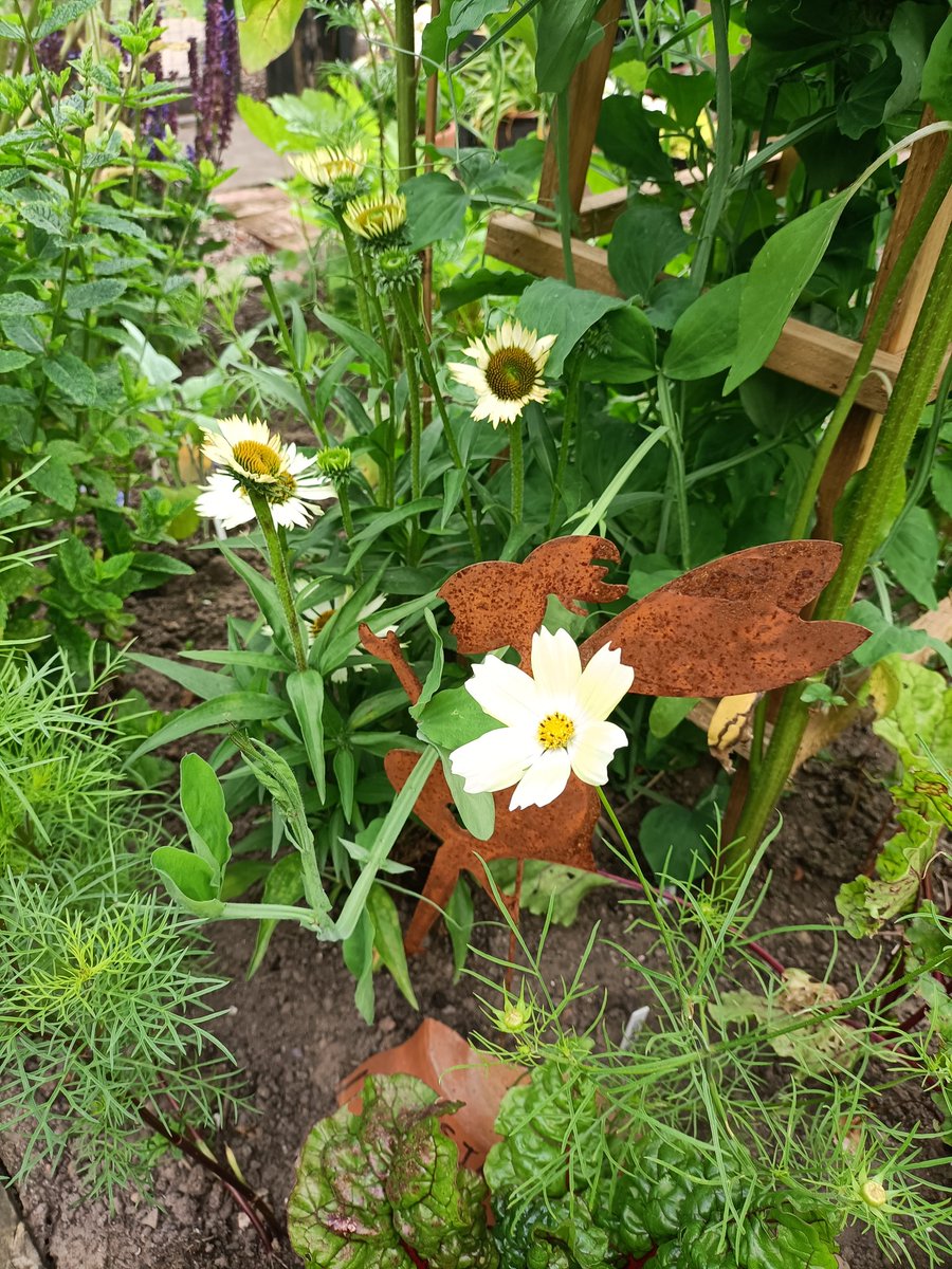 Sue Seddon tweet media