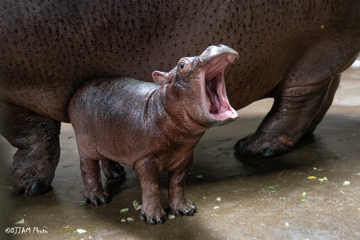 CincinnatiZoo's tweet image. Say hello to Fritz! More than 200,000 votes were received via a Jotform poll, and 56% preferred Fritz over Ferguson. The hippo keepers love the name and think it’s fitting since Bibi's birth control was apparently on the fritz. 😂  It also sounds good with Fiona! @Jotform