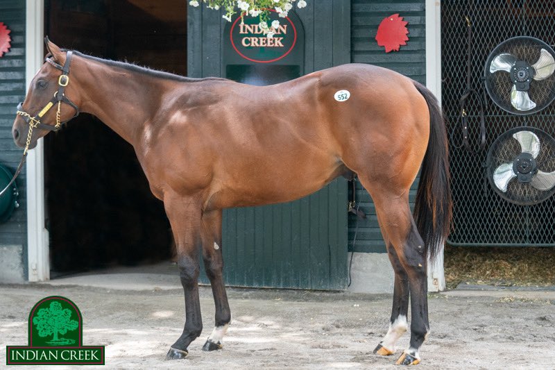 Indian Creek (@indiancreekky) on Twitter photo Selling Monday, hip #552 a 🚀fast looking son of <a href="/DarleyAmerica/">Darley in America</a> Nyquist out of SW producer Envious Moon(Malibu Moon).
<a href="/ThoroStride/">Lucas Marquardt</a> video: vimeo.com/734977519
Photo by <a href="/MakMathea4/">Mathea Kelley</a> Selling Monday, hip #552 a 🚀fast looking son of <a href="/DarleyAmerica/">Darley in America</a> Nyquist out of SW producer Envious Moon(Malibu Moon).
<a href="/ThoroStride/">Lucas Marquardt</a> video: vimeo.com/734977519
Photo by <a href="/MakMathea4/">Mathea Kelley</a>