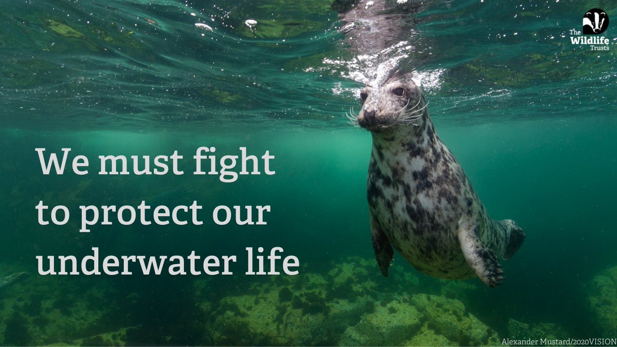 Five new Highly Protected Marine Areas have been proposed by the Government 🥳 These will help protect our seas for people and wildlife 🐳 Show your support 👉 wildlifetrusts.org/protect-our-se… #marine #hpmas #highlyprotectedmarineareas #climatecrisis @EssexWT_Rachel @EssexWT_Bailey