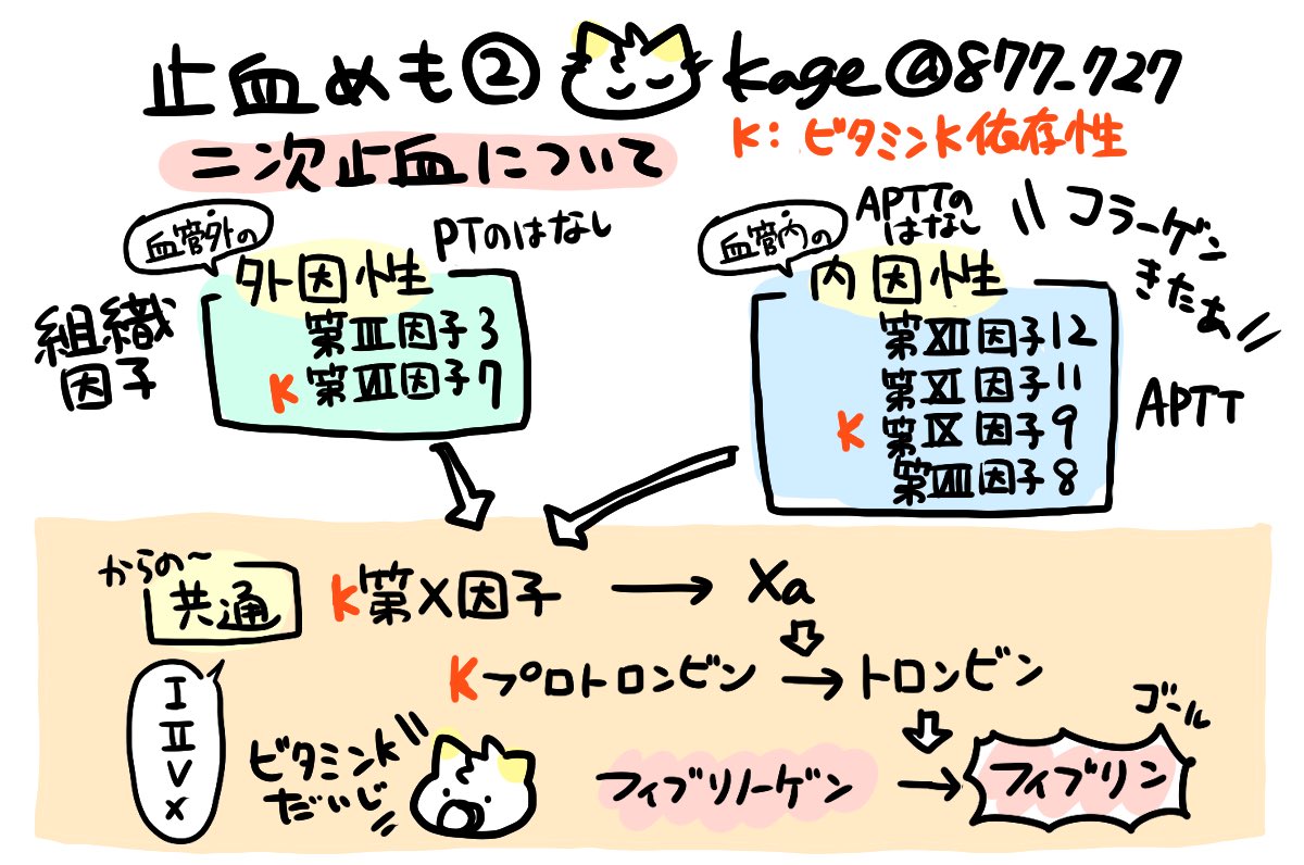 止血めも②】二次止血についてざっくりまとめてみました！  ・フィブリノーゲンがフィブリンになって血小板がくっついたやつが補強されて止血がいい感じにできる💪(血栓) ・外因性、内因性からの共通の因子の数字をあたまに入れてみる  ・ビタミンKが因子たちをいい感じに ...